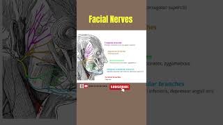 Facial Nerves  Nerves of Face facialnerves nerve anatomy facialanatomy alliedhealthsciences [upl. by Enyrb]