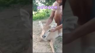 maa to maa hoti hai status nilgai kaisi hoti hai short video [upl. by Anomer336]