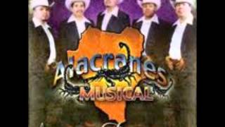 alacranes musical corrido de echeverriawmv [upl. by Warford]