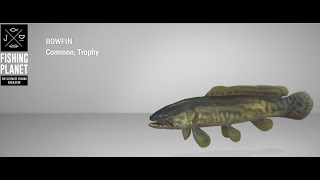 Fishing Planet  Mudwater River  Trophy  Bowfin  Float [upl. by Ansela]