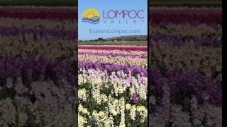 Lompoc flower fields in bloom [upl. by Argyres]