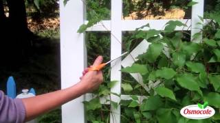 How To Prune And Feed Clematis For A Longer Bloom Season [upl. by Doherty]