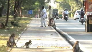 Street monkeys of Delhi [upl. by Emmeline]