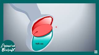 1Embryology section 1 [upl. by Hammond795]