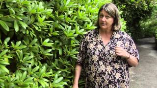 How to Prune Rhododendrons  Instructional Video w Plant Amnesty [upl. by Navad]