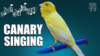 Bird Sounds  Canary Singing  Melodies Canary Bird Song  Training Video  Faisal Javed TV [upl. by Asilehs]