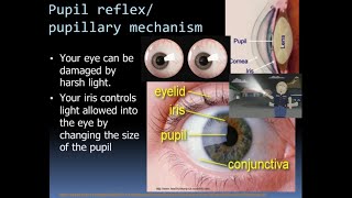 Nervous system 5 of 7 Pupil reflex pupilllary mechanism and disorders of vision [upl. by Maryl]