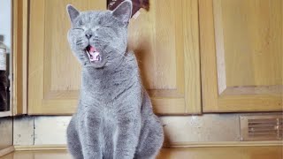 British Shorthair Kittens Sweetest Little Meow [upl. by Acisse]