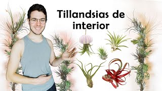 21 tillandsias de interior  composición [upl. by Adnuhsed]