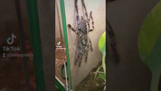 QUICK POECILOTHERIA CHECK Showing off some Poecilotheria tarantulas [upl. by Lennard]