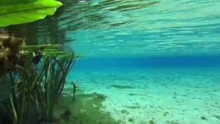 Top 5 Crystal Clear Florida Springs [upl. by Uel]