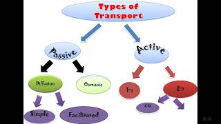 MECHANISM OF URINE FORMATION [upl. by Aynuat]