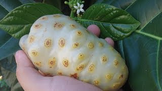 El noni guanábana cimarrona fruta del diablo mora de la India Morinda citrifolia [upl. by Enitsuga]