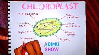 How to draw and label a chloroplast [upl. by Fortna]