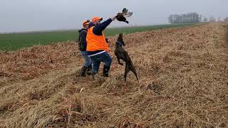 Cherrybend Pheasant Hunt [upl. by Rufena]