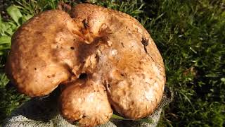 Can you eat mushrooms from your yard [upl. by Tanney]