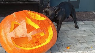 Bodzio Buldog francuski i dynia halloween [upl. by John]