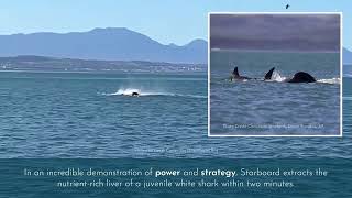 Killer Whale vs White Shark New Study Reveals Astonishing Predation Tactics [upl. by Oiramaj]