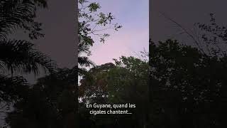 Quand les cigales chantent en Guyane [upl. by Hengel176]