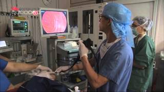 Maux destomac  la fibroscopie indispensable au diagnostic  Allô Docteurs [upl. by Sparky]