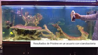 Resultados de Seachem Pristine en un acuario con cianobacteria [upl. by Ebby]