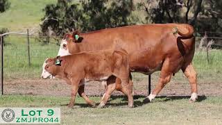 Lot 9 ZMJPR044 VC Simmentals Online Herd Reduction Sale 2024 [upl. by Yednil]