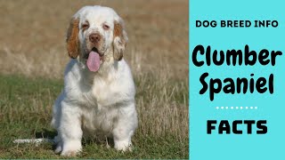 Clumber Spaniel dog breed All breed characteristics and facts about Clumber Spaniel dogs [upl. by Galer998]