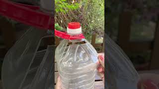 Amazing plants garlic in bottle plastic so easy plants beautiful diy plants craftgarden [upl. by Vogeley]