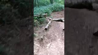 quick mini line run at local edit mtb mtbjumps mtbdirtjump bikelife shorts [upl. by Aicertal]