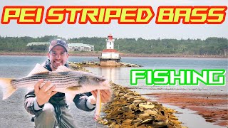 These BIG Swimbaits and PLUGS executed PEI Striped Bass Fishing [upl. by Scoter893]