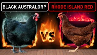 Black Australorp vs Rhode Island Red  Two Best DualPurpose Chicken Breeds for Free Range Farming [upl. by Ertemed]