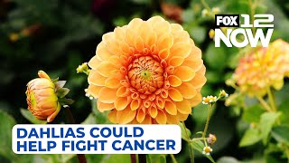 OHSU Dahlia flowers could help fight cancer [upl. by Alenairam]