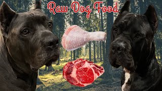 Top 5 Reasons To Switch Your Dog To Raw Food [upl. by Juliette735]