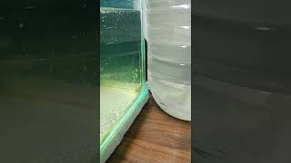 daphnia culture 18924 diy fishing handmade livefoodforfish [upl. by My]