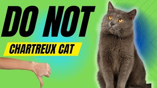 7 Reasons You SHOULD NOT Get a Chartreux Cat [upl. by Nauq]