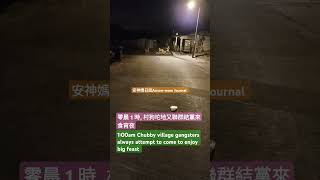 我給流浪貓狗的糧食經常被這班土豪洗劫 These village dogs come to rob the food stray cat kitten rescue animals [upl. by Cannon]