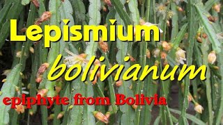 Lepismium bolivianum Pfeiffera boliviana epiphytic cacti [upl. by Sada]