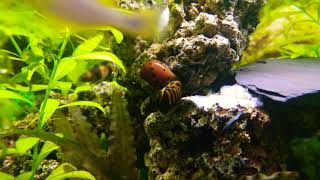 VITTINA SEMICONICA 🐌💘🐌 NERITINA NATALENSIS Caracol red spotted💘Caracol cebra video 4k  HD [upl. by Ruperta492]