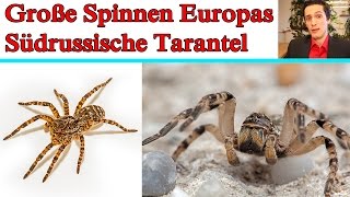 Große Spinnen Europas Südrussische Tarantel [upl. by Anirhtak]