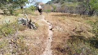 Hoy fuimos por las yeguas al Monte de Atoyacingo guerrero y nuevamente me llene de su hermosura [upl. by Acirretal]