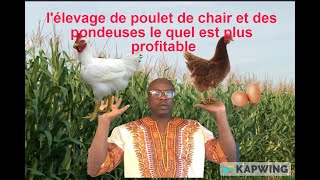 Lelevage de poulet chair et de poules pondeusele quel est le prolifique budget 500 pondeuses [upl. by Yenettirb263]