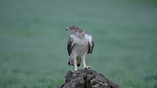 Bonelli´s eagle If not the prettiest one of the most beautifull eagles that live in Portugal [upl. by Hughmanick]