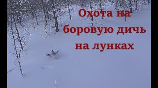 Охота на боровую дичь на лунках [upl. by Nalyd]