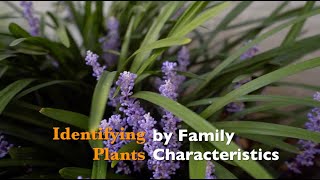 Identifying Plants by Family Characteristics [upl. by Eneliak]