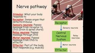 Nerves Synapses amp Reflexes GCSE Combined Science Biology [upl. by Traggat]