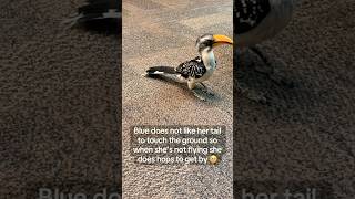 Meet the yellowbilled hornbill nature’s little comedian Known for their unique ‘yacketyyaks’ [upl. by Aynwad254]