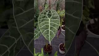 Alocasia Watsoniana and Jacklyn alocasiaplant rareplants [upl. by Sisile]