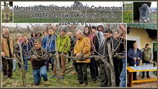 Metszési és borászati bemutató Cserszegtomajon a MATE Georgikon Kísérleti Telepén 2024 03 01 [upl. by Nirrak]