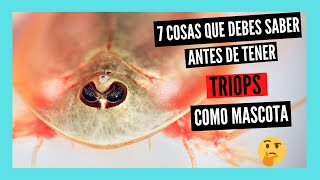 7 COSAS que DEBES SABER antes de tener TRIOPS [upl. by Arbmat]