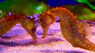 Hippocampus guttulatus Long snouted seahorse HD [upl. by Swamy]